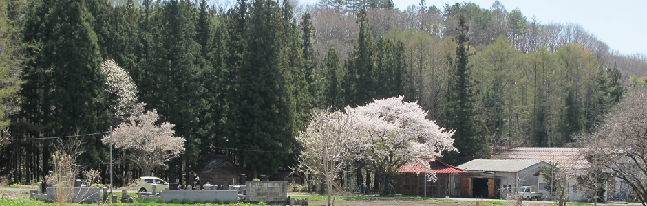 育苗ハウスからの桜